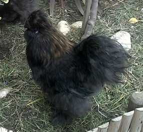 Cedosas do Japão para venda tambem vendo ovos galados