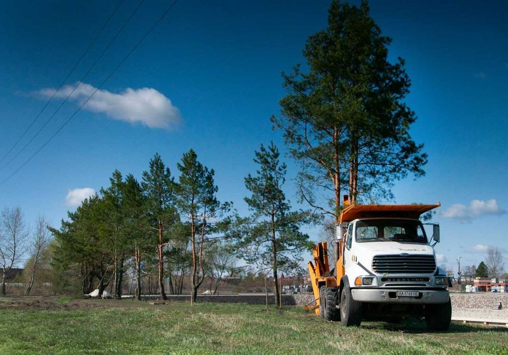 Продаж та пересадка дерев  висотою до 16 метрів