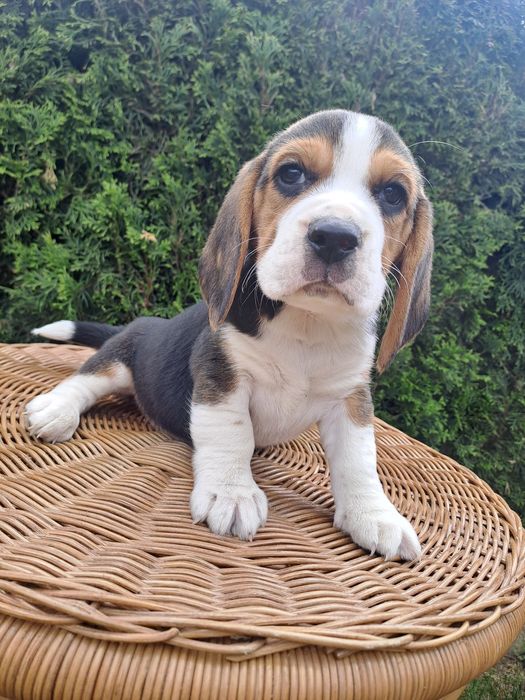 Śliczny piesek beagle z rodowodem.