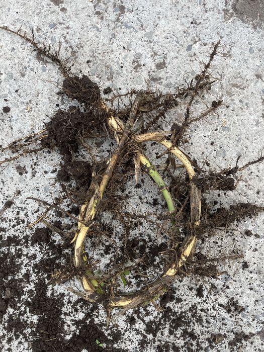 Kłącza bambus phyllostachys bisseta bissetii