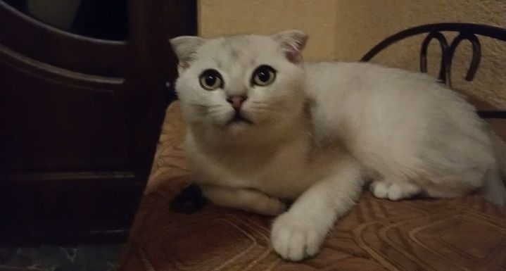 Срібний муркотун ns11