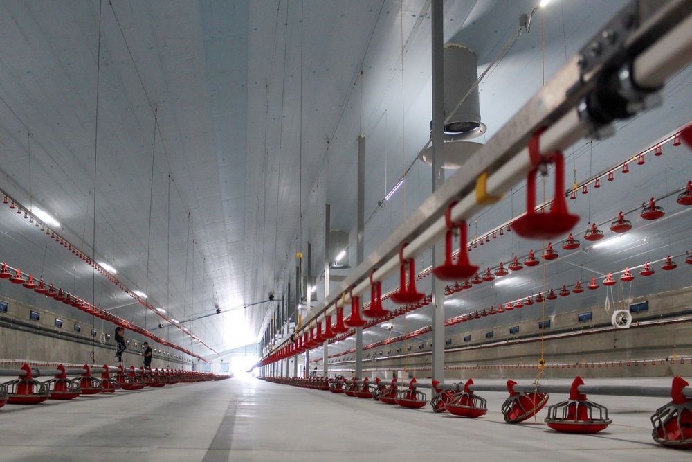 Izolacja Termiczna Dachu Obory Tuczarni Kurnika Styrodur XPS AGRO
