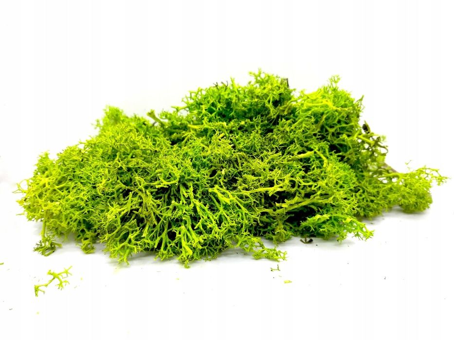 Mech Finlandzki PREMIUM CHROBOTEK 25gTerrarium Kurier Wysyłka