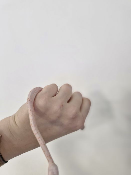 Wąż zbożowy Amel Palemetto