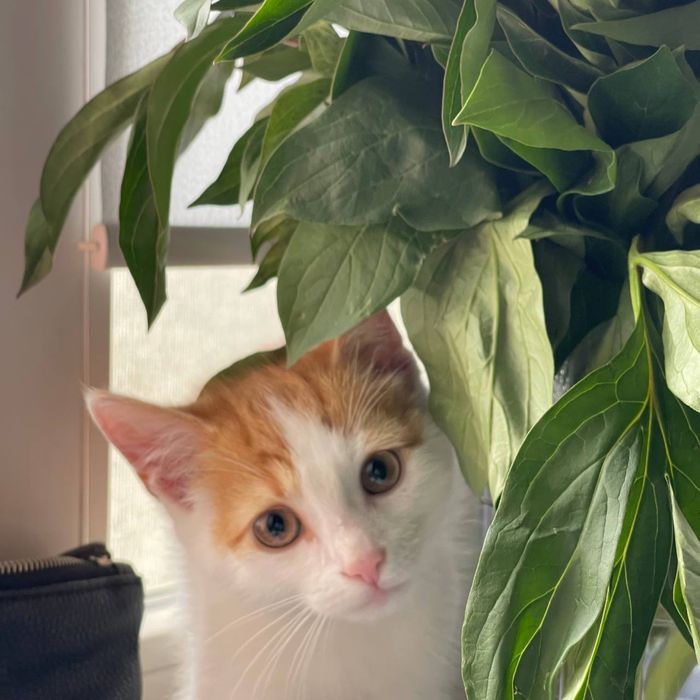 Маленький чуло котик у добрі руки