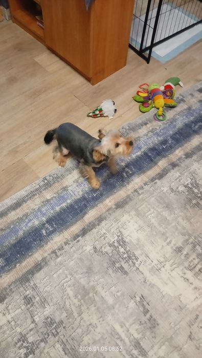 Suka yorkshire terrier