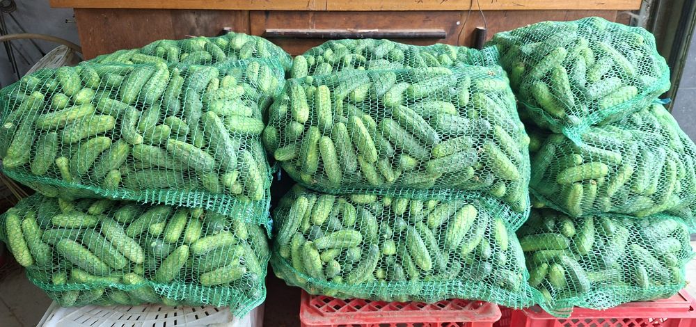 Ogórki gruntowe korniszony odmiana octopus zbierane pod zamówienie