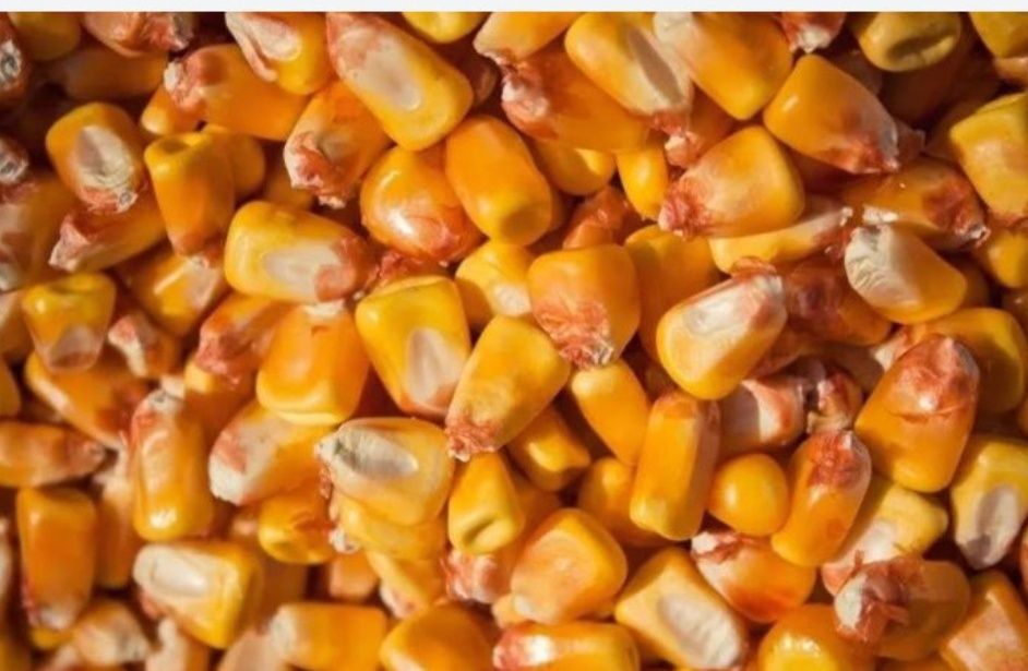 Продам  кукурудзу