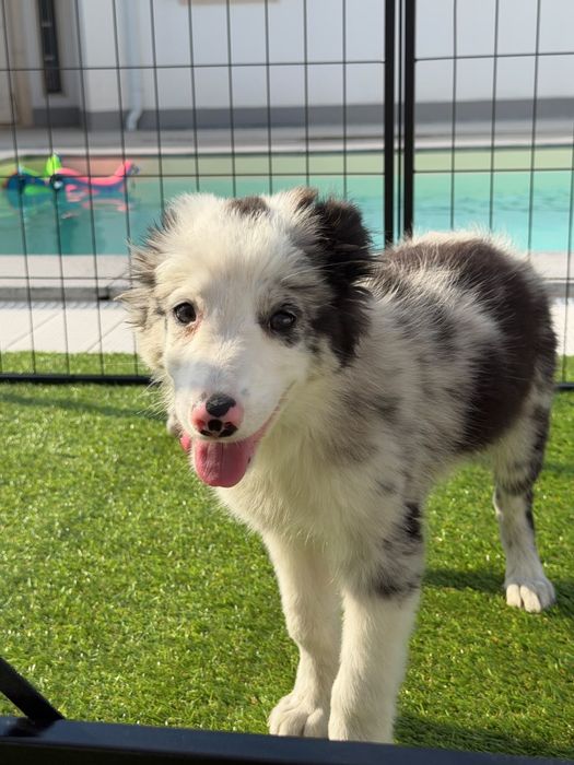 Border collie blue merle bebé