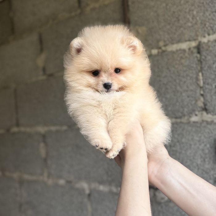 Хлопчик шоу класу тип ведмедика