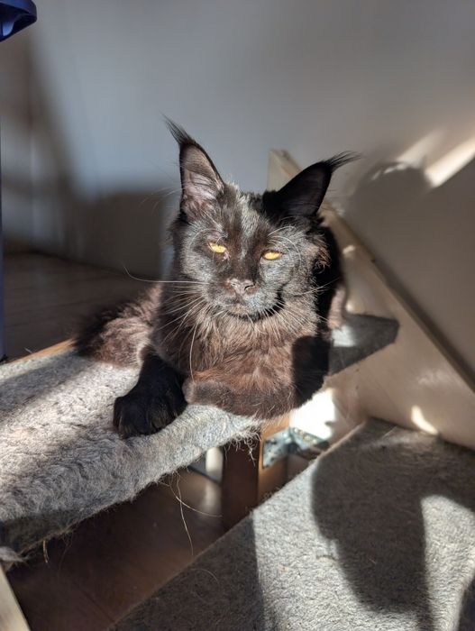 Maine coon kotki