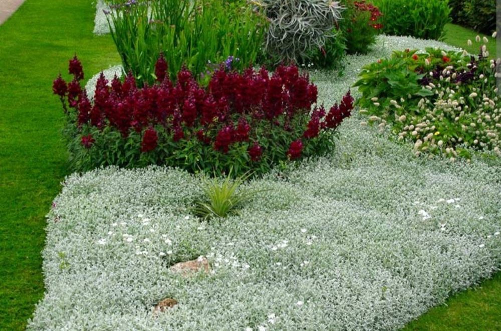 Ясколка белая посвокровные(растет ковром)