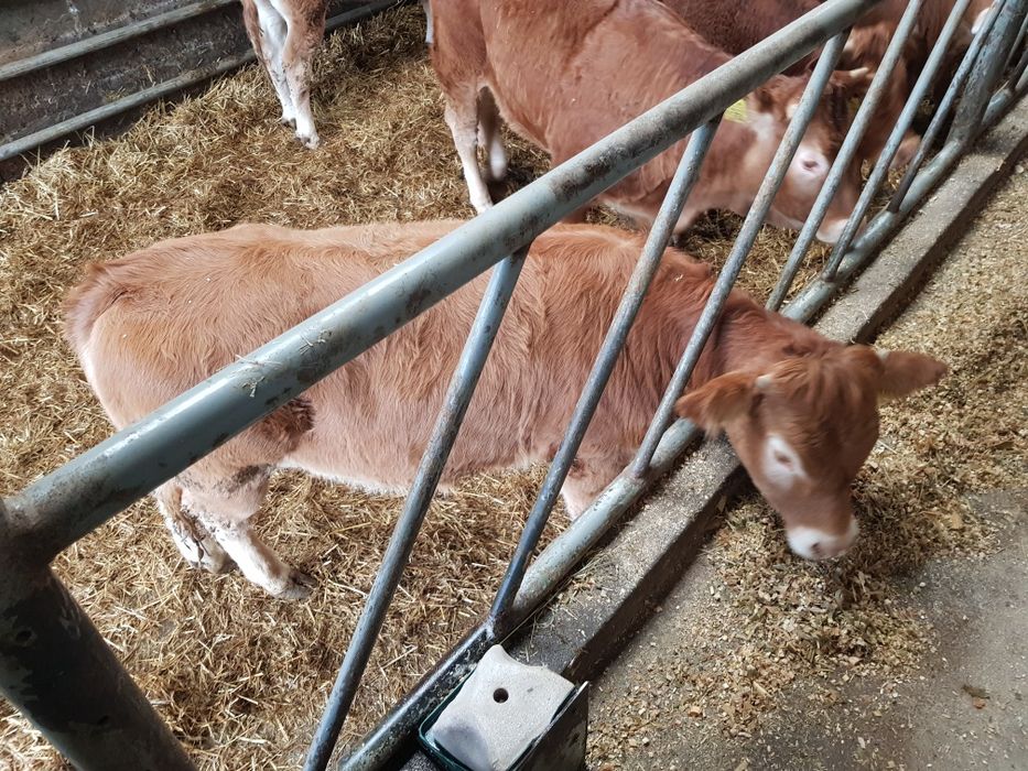 Bydło  Limousine 2szt.