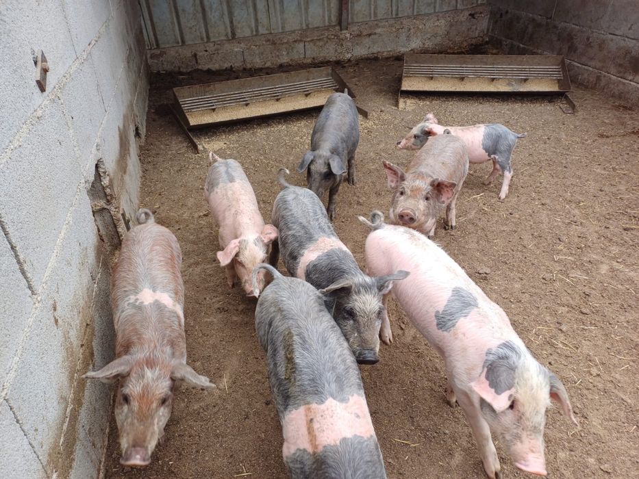 Leitoes bisaros