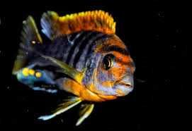 GB MALAWI Pyszczak Hongi