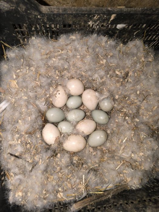 Ovos de pato para chocar