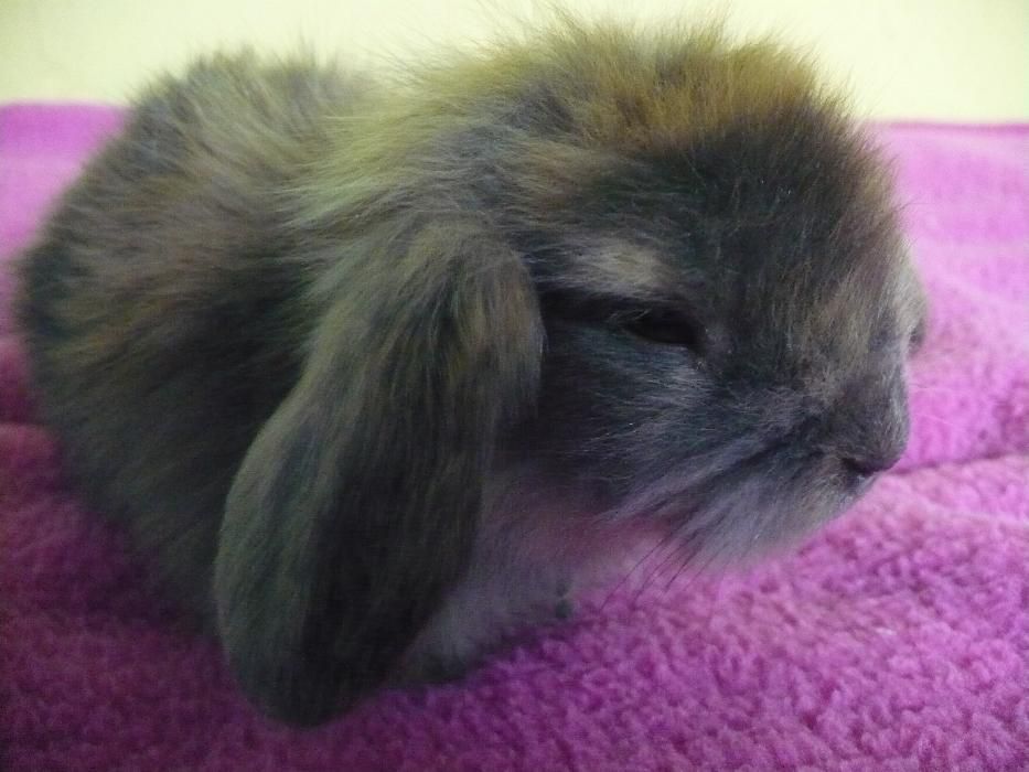 Królik miniaturowy Baranek