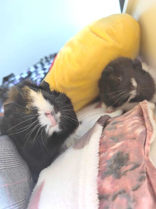 Świnki morskie do adopcji !!