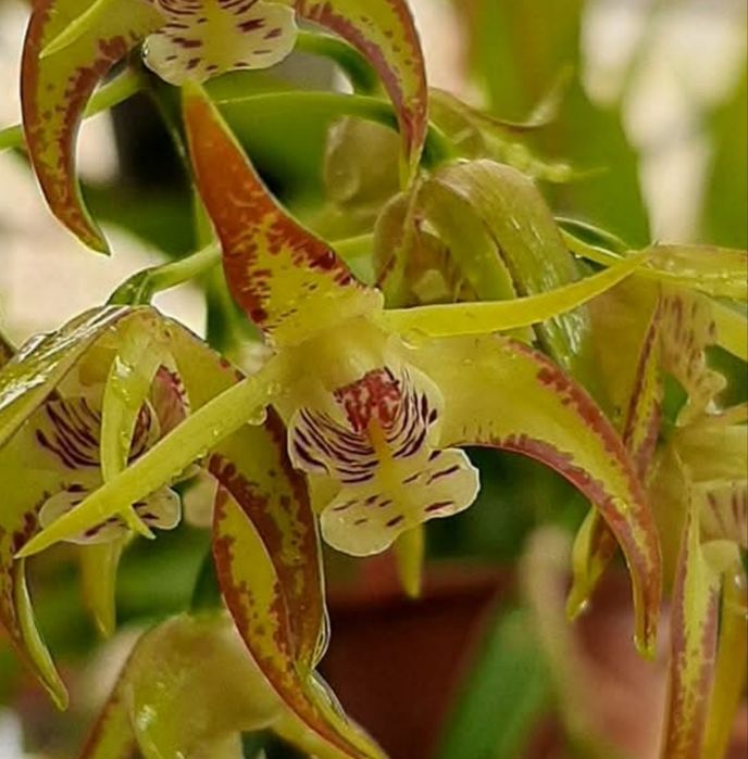Vendo orquídea Dendrobium Hilda Poxon