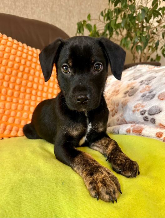 Do adopcji - malutki Jędruś!