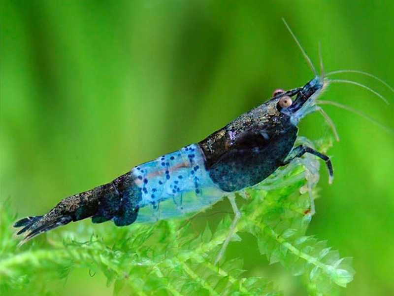 Krewetka Niebieska - Blue Rili