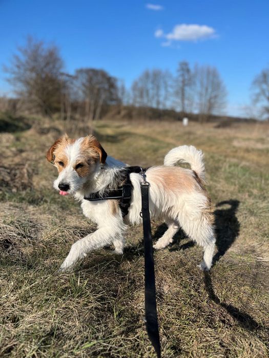 Pies gotowy do adopcji