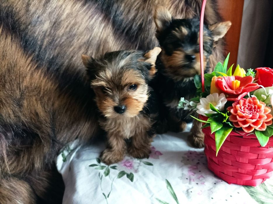 Yorkshire terrier