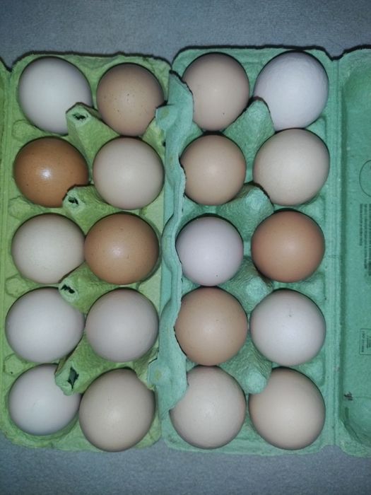 Jajka spożywcze i lęgowe