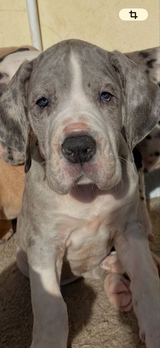 Dogue alemao merle com Lop