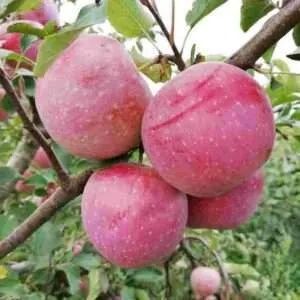 Саджанці яблуні. Опт/роздріб