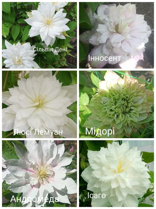 Саджанці клематиса