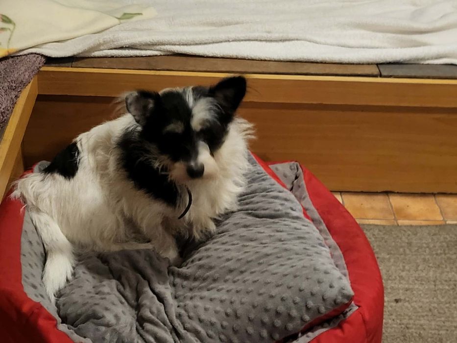 Kropka maleńka psia babcia szuka domku