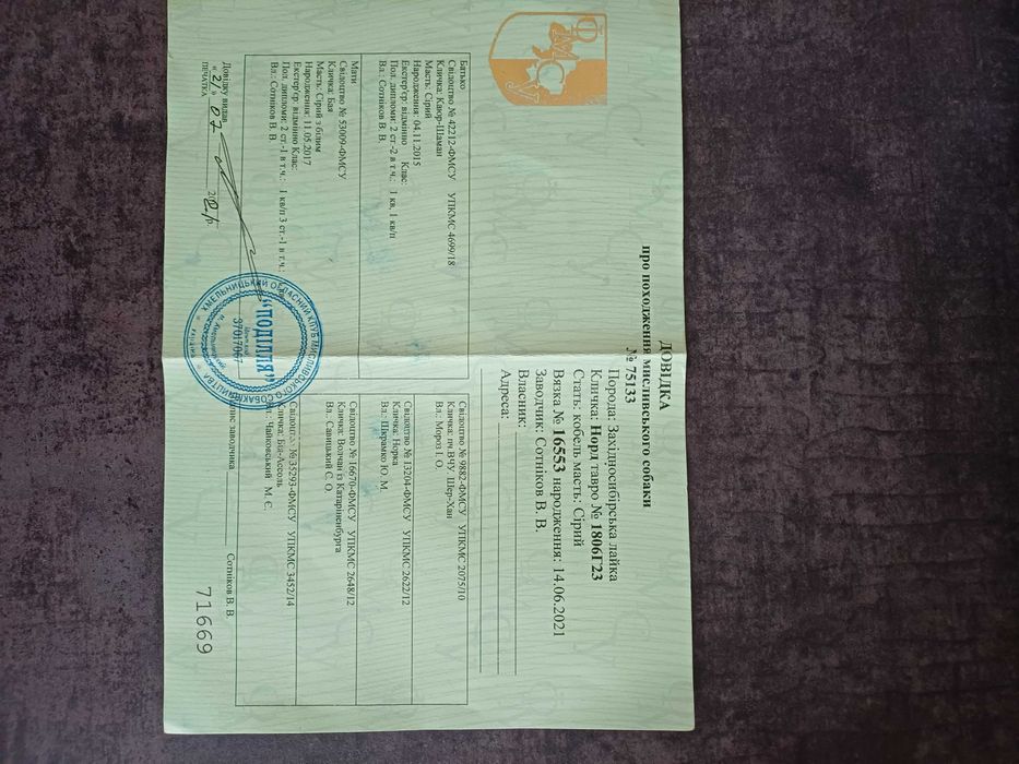 Продам Західно сибірську лайку