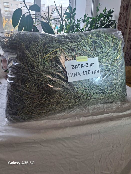 Сіно запашне зелене для гризунів та тварин