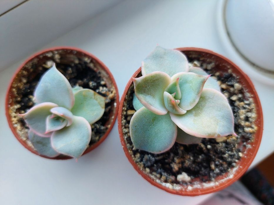 Суккуленты, сукуленти, вазони, ехеверія