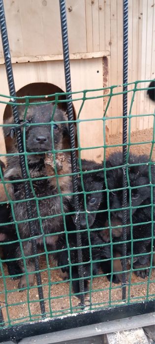 Цуценята 1,5 місяці в добрі руки м. Калуш безкоштовно !