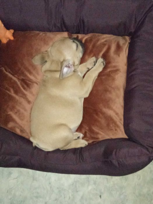 Французский бульдог