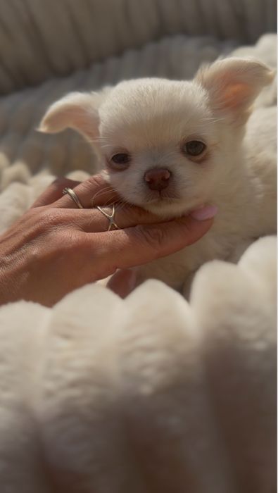 Śliczna chłopiec mini Chihuahua.