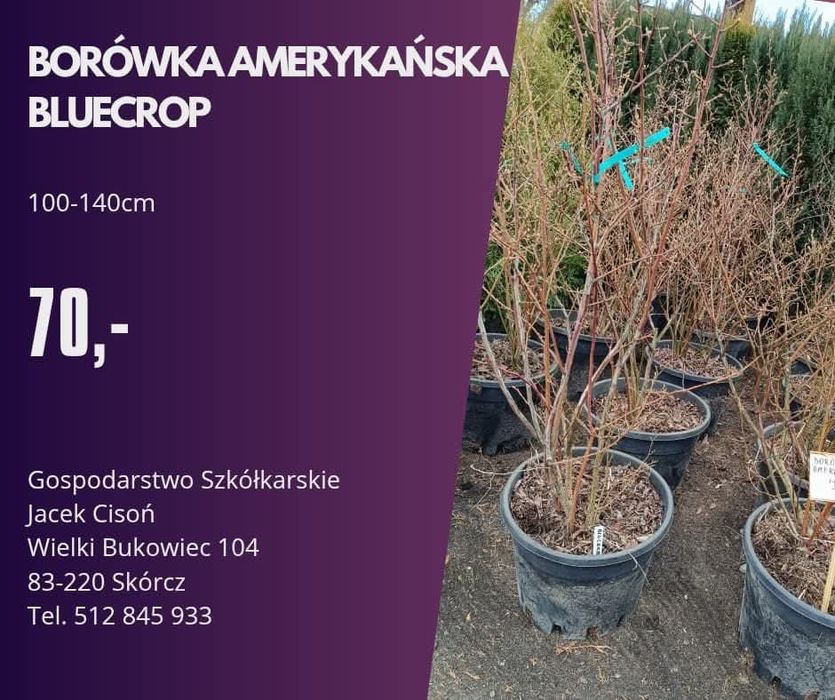 Borówka amerykańska