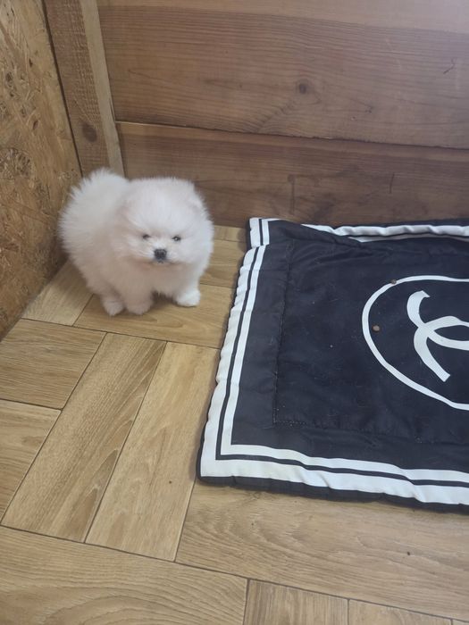 Щенята померанського шпіца