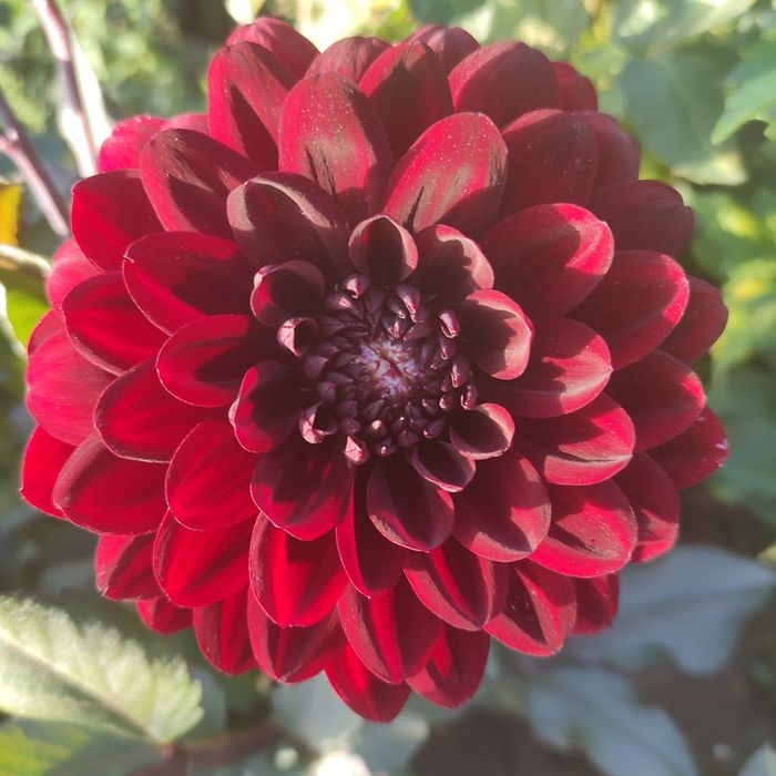 Dalia Karpy Rozne kolory