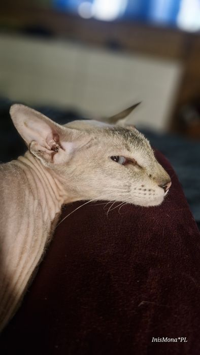 Peterbald   kotka
