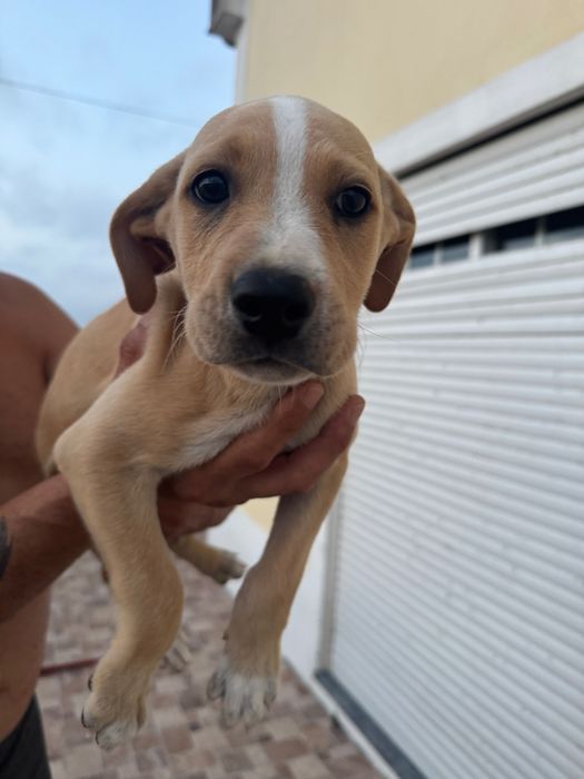 Doação de cachorrinhos