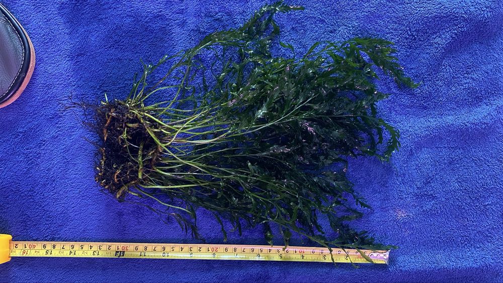Bolbitis heudeloti kepa
