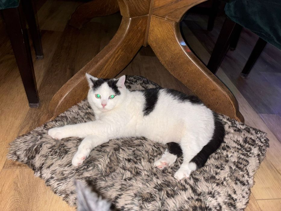 Filon i Pajączek kociaki do adopcji