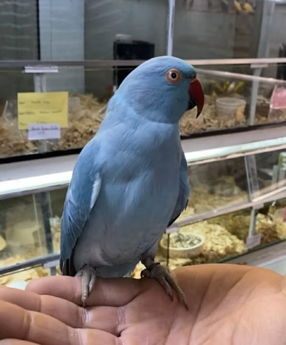 Ring neck demosticados