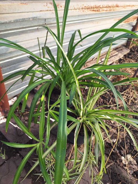 Хлорофітуми трьох видів