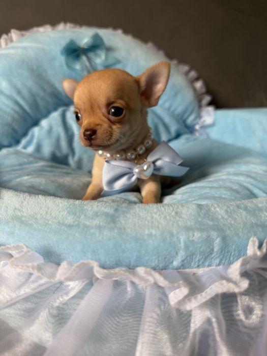 Chihuahua kremowy chlopczyk xxs