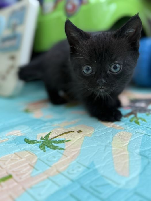 Шотландська дівчинка