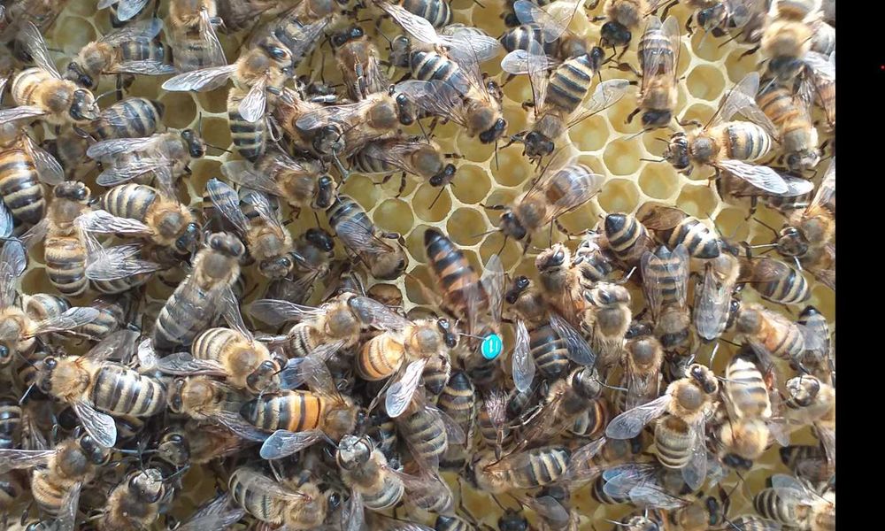 Matki pszczele Karpatka, Iwonka